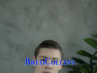 BredCollins